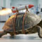 turtle_with_rocket_hospital_1088x298px